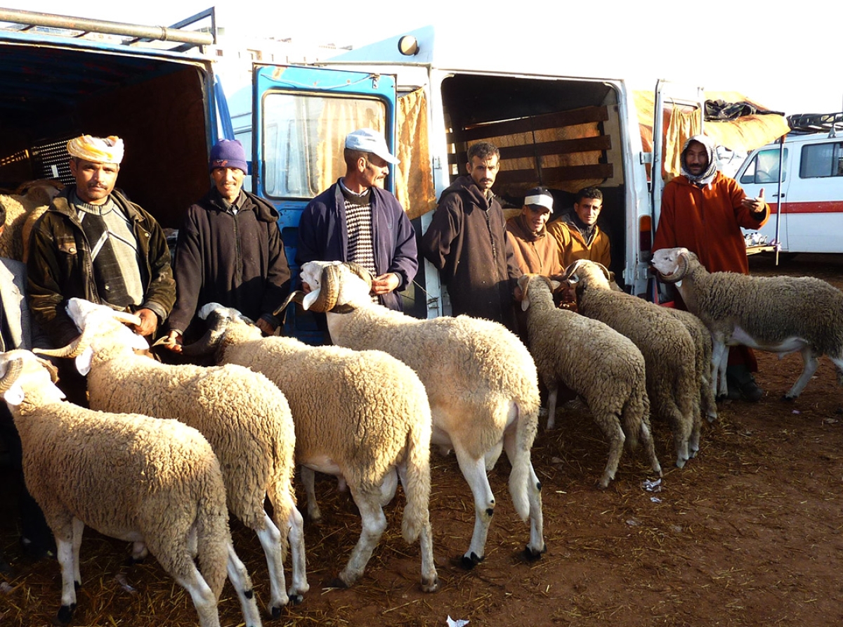 الحكومة تدعم أضاحي العيد المستوردة بقيمة 500 درهم للرأس لتفادي ارتفاع الأسعار